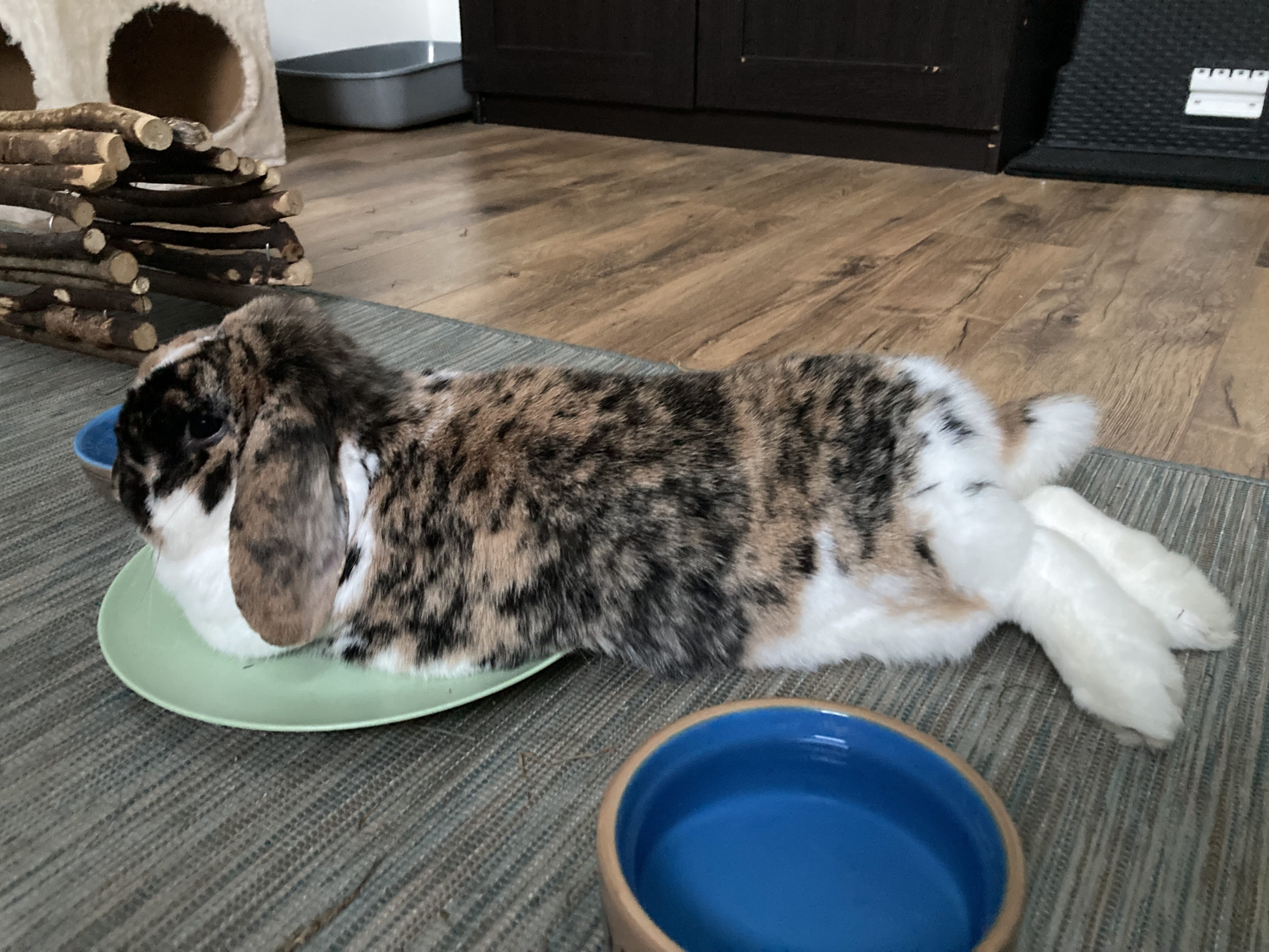 Pet-sitting, visites à domicile lapin